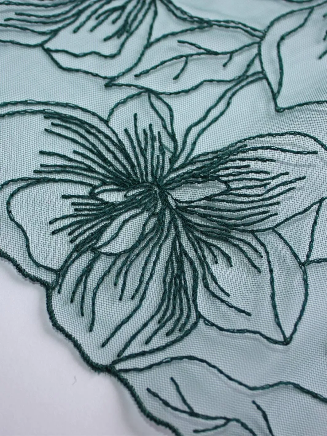 Eva Brief