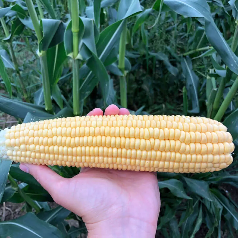 Sweet Corn Illini Xtra-Sweet F1 Seed